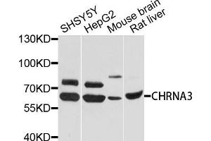 Western blot analysis of extracts of various cells, using CHRNA3 antibody.