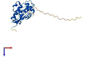MGMT Protein (AA 1-207) (His tag)