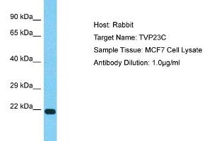Host: Rabbit Target Name: TVP23C Sample Type: MCF7 Whole Cell lysates Antibody Dilution: 1. (TVP23C/FAM18B2 Antikörper  (Middle Region))