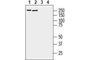 Western blot analysis of rat brain membranes (lanes 1 and 3) and mouse brain lysate (lanes 2 and 4): - 1,2.