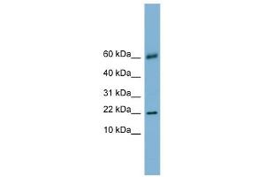 LGALS14 antibody used at 1 ug/ml to detect target protein. (LGALS14 Antikörper  (N-Term))