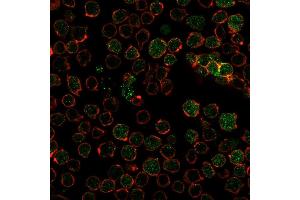 Immunofluorescence (IF) image for anti-Thymidylate Synthetase (TYMS) (AA 60-174) antibody (ABIN6940822)