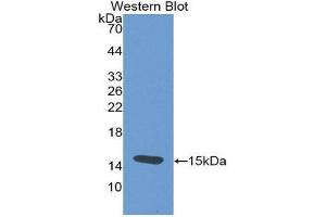 Western Blotting (WB) image for anti-Thyroid Stimulating Hormone, beta (TSHB) (AA 21-138) antibody (ABIN2117736) (TSHB Antikörper  (AA 21-138))
