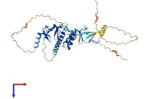 ISL1 Protein (AA 1-349) (His tag)