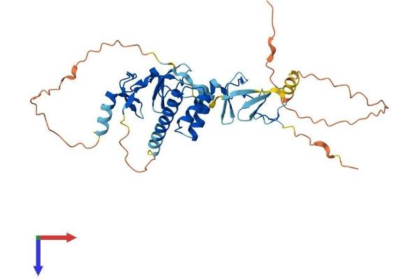 ISL1 Protein (AA 1-349) (His tag)