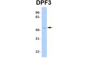 Host:  Rabbit  Target Name:  DPF3  Sample Type:  MCF7  Antibody Dilution:  1. (DPF3 Antikörper  (Middle Region))