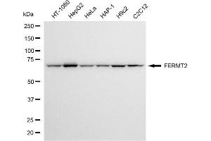 anti-Fermitin Family Member 2 (FERMT2) antibody