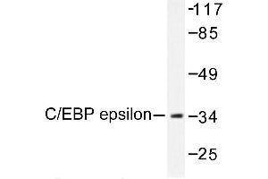 Image no. 1 for anti-CCAAT/enhancer Binding Protein (C/EBP), epsilon (CEBPE) antibody (ABIN272001) (CEBPE Antikörper)