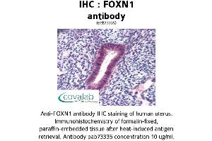 Image no. 1 for anti-Forkhead Box N1 (FOXN1) (AA 585-648) antibody (ABIN1734420) (FOXN1 Antikörper  (AA 585-648))