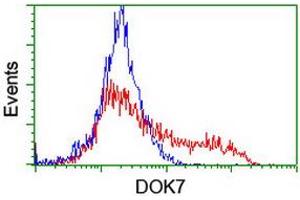 HEK293T cells transfected with either RC219267 overexpress plasmid (Red) or empty vector control plasmid (Blue) were immunostained by anti-DOK7 antibody (ABIN2455832), and then analyzed by flow cytometry. (DOK7 Antikörper)