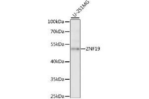 Western blot analysis of extracts of U-251MG cells, using ZNF19 antibody (ABIN6291091) at 1:1000 dilution. (ZNF19 Antikörper)
