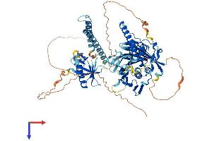 OSBPL11 Protein (AA 1-747) (His tag)