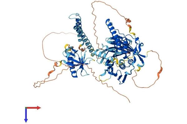 OSBPL11 Protein (AA 1-747) (His tag)