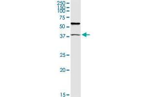 TRIM63 MaxPab rabbit polyclonal antibody. (TRIM63 Antikörper  (AA 1-353))