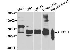Western blot analysis of extracts of various cell lines, using AHCYL1 antibody (ABIN5975313) at 1/1000 dilution. (AHCYL1 Antikörper)