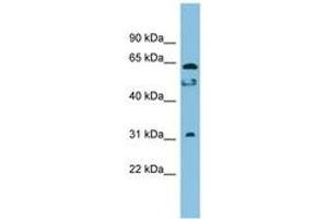 Image no. 1 for anti-Chromosome 20 Open Reading Frame 132 (C20orf132) (AA 323-372) antibody (ABIN6745041) (C20orf132 Antikörper  (AA 323-372))