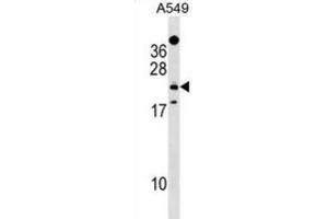 Western Blotting (WB) image for anti-EF-Hand Domain Family, Member D1 (EFHD1) antibody (ABIN2999838) (EFHD1 Antikörper)