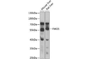 Western blot analysis of extracts of various cell lines, using FMO5 antibody (ABIN6133516, ABIN6140714, ABIN6140715 and ABIN6223596) at 1:1000 dilution. (FMO5 Antikörper  (AA 1-285))