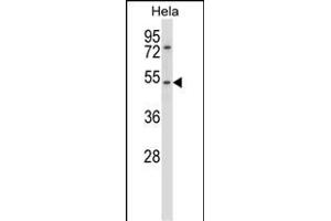 CHRNA7 Antibody (N-term) (ABIN657819 and ABIN2846786) western blot analysis in Hela cell line lysates (35 μg/lane). (CHRNA7 Antikörper  (N-Term))