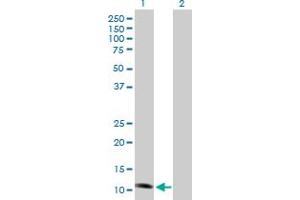 Western Blot analysis of NDUFS6 expression in transfected 293T cell line by NDUFS6 MaxPab polyclonal antibody. (NDUFS6 Antikörper  (AA 1-124))