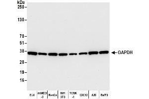 Western Blotting (WB) image for anti-Glyceraldehyde-3-Phosphate Dehydrogenase (GAPDH) (AA 225-275) antibody (ABIN7449428)