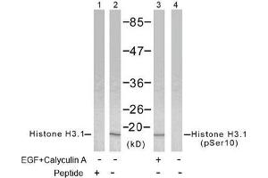 Image no. 2 for anti-Histone H3.1 (HIST1H3B) (pSer10) antibody (ABIN196922) (Histone H3.1 Antikörper  (pSer10))
