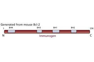 Image no. 1 for anti-B-Cell CLL/lymphoma 2 (BCL2) antibody (ABIN967441) (Bcl-2 Antikörper)