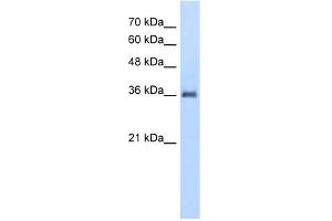 WB Suggested Anti-PPAP2A Antibody Titration:  5. (PPAP2A Antikörper  (N-Term))