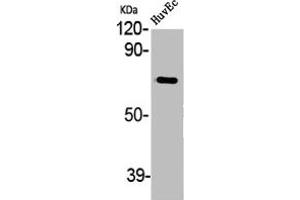 ABCG2 antibody  (Internal Region)