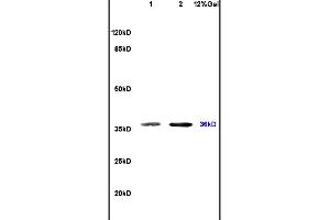 Lane 1: mouse spleen lysates Lane 2: mouse brain lysates probed with Anti SIAH2 Polyclonal Antibody, Unconjugated (ABIN701875) at 1:200 in 4 °C. (SIAH1/2 Antikörper  (AA 201-300))