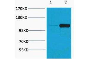 Western Blotting (WB) image for anti-Pepsinogen C (PGC) (pSer15) antibody (ABIN3178873) (PGC Antikörper  (pSer15))