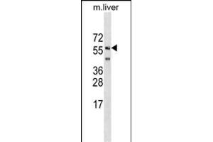 SHOC2 Antibody (N-term) (ABIN1539467 and ABIN2849244) western blot analysis in mouse liver tissue lysates (35 μg/lane). (SHoc2/Sur8 Antikörper  (N-Term))
