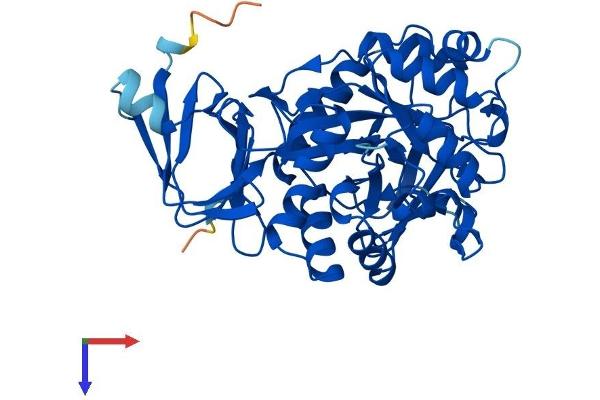 AMDHD2 Protein (AA 1-409) (His tag)