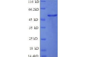 SDS-PAGE (SDS) image for Indoleamine 2,3-Dioxygenase 1 (IDO1) (AA 1-403), (full length) protein (His tag) (ABIN5709703) (IDO1 Protein (AA 1-403, full length) (His tag))