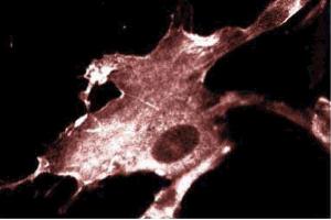 Immunofluorescence staining of WI-38 cells (Human lung fibroblasts, ATCC CCL-75). (IQGAP1 Antikörper  (AA 1348-1490))