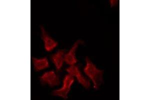 ABIN6274944 staining RAW264. (ABCC2 Antikörper  (Internal Region))