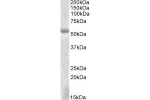 ABIN571076 (2µg/ml) staining of HEK293 lysate (35µg protein in RIPA buffer). (EYA1 Antikörper  (Internal Region))