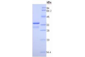 SDS-PAGE analysis of Pig Insulin Like Growth Factor 1 (IGF1) Protein. (IGF1 Protein)