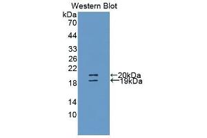 Western Blotting (WB) image for anti-Uromodulin (UMOD) (AA 30-150) antibody (ABIN1860905) (Uromodulin Antikörper  (AA 30-150))