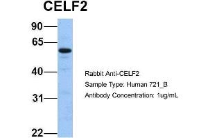 Host: Rabbit Target Name: CELF2 Sample Type: 721_B Antibody Dilution: 1.