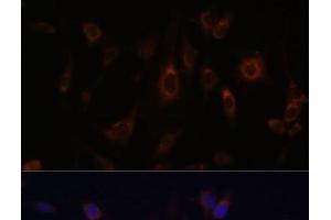 Immunofluorescence analysis of C6 cells using GLRX Polyclonal Antibody at dilution of 1:100. (Glutaredoxin 1 Antikörper)