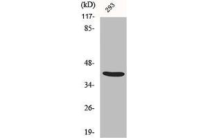 Western Blot analysis of 293 cells using ALX3 Polyclonal Antibody (ALX3 Antikörper  (Internal Region))