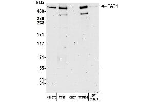 Western Blotting (WB) image for anti-FAT Tumor Suppressor Homolog 1 (FAT1) (AA 4450-4500) antibody (ABIN7450240)