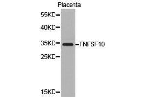 Western Blotting (WB) image for anti-Tumor Necrosis Factor (Ligand) Superfamily, Member 10 (TNFSF10) antibody (ABIN1875140)