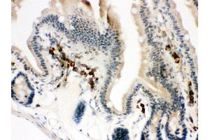 Anti- ACTIN antibody, IHC(P) IHC(P): Mouse Intestine Tissue (Actin Antikörper  (C-Term))