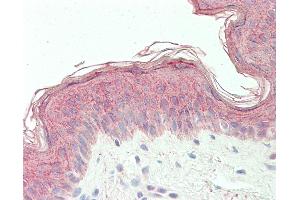 Anti-PHD3 / EGLN3 antibody IHC staining of human skin. (EGLN3 Antikörper  (AA 50-100))