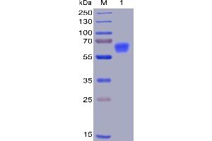 SDS-PAGE (SDS) image for CD47 (CD47) (AA 19-141) protein (mFc-His Tag) (ABIN6961081)