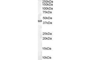 Western Blotting (WB) image for Caudal Type Homeobox 2 (CDX2) peptide (ABIN370130) (Caudal Type Homeobox 2 (CDX2) Peptid)