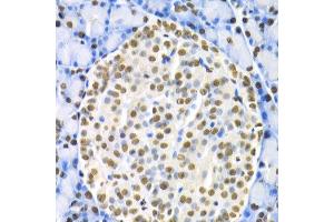 Immunohistochemistry of paraffin-embedded rat pancreas using HNF4A antibody at dilution of 1:200 (400x lens). (HNF4A Antikörper)