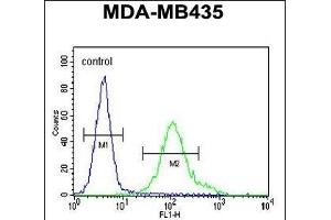 GRIN2A Antibody (C-term) (ABIN655337 and ABIN2844902) flow cytometric analysis of MDA-M cells (right histogram) compared to a negative control cell (left histogram). (NMDAR2A Antikörper  (C-Term))